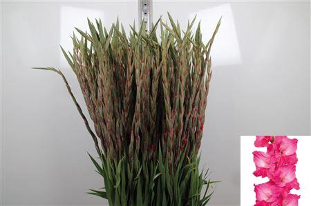<h4>Glad Gr Fairyta Pink</h4>