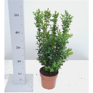 Buxus sempervirens 35/40cm struik