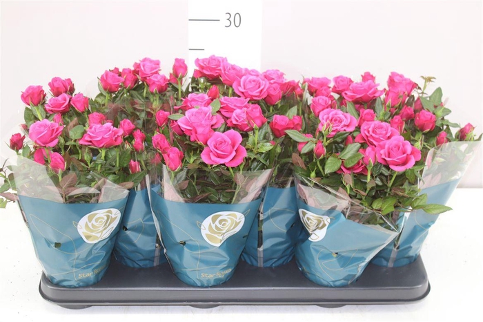 <h4>Rosa Star Purple</h4>