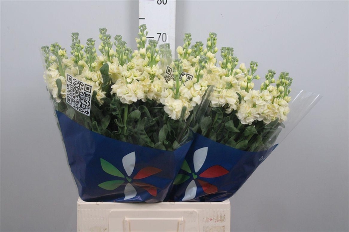 <h4>Matth Iron Yellow</h4>