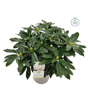 Rhododendron hybr. 'Madame Masson' C5 40-50