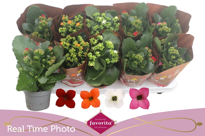 <h4>KAL EN GEM 4 KL</h4>