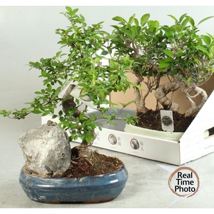 BONSAI GEM