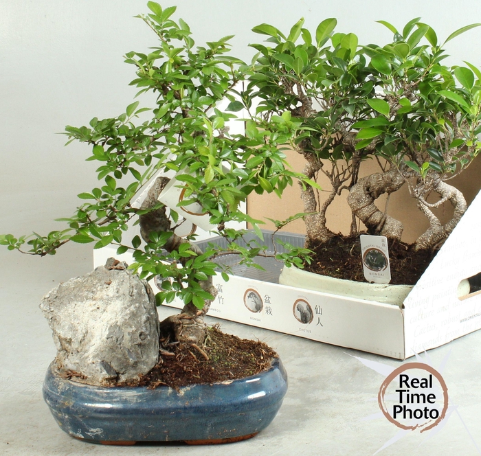 <h4>BONSAI GEM</h4>
