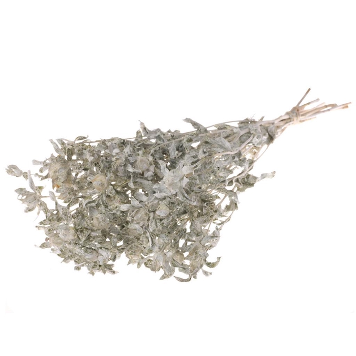 <h4>Bidens (carthamus) White Misty</h4>