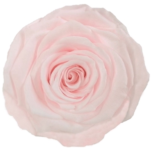 PRESERVED ROSA XL PIN 89
