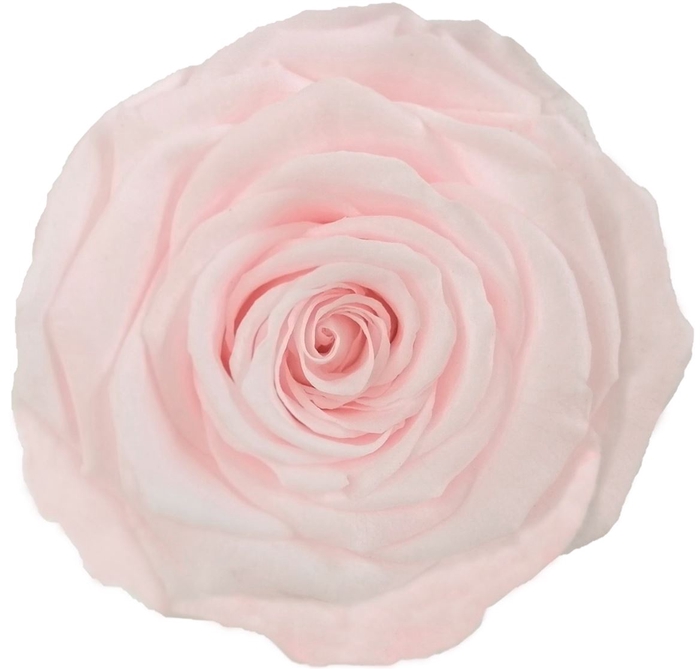 <h4>PRESERVED ROSA XL PIN 89</h4>