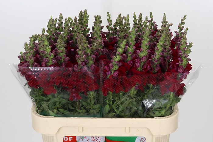 <h4>Antirrhinum Maryland Red</h4>