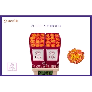 R GR SUNS X-PRESSION