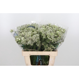 Astr Billion Star Xl