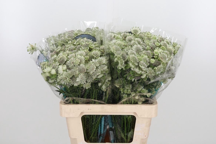 <h4>Astr Billion Star Xl</h4>