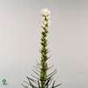 Liatris Spicata White Alba