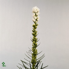 Liatris Alba