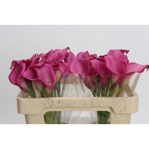 Zantedeschia 'Zazu'