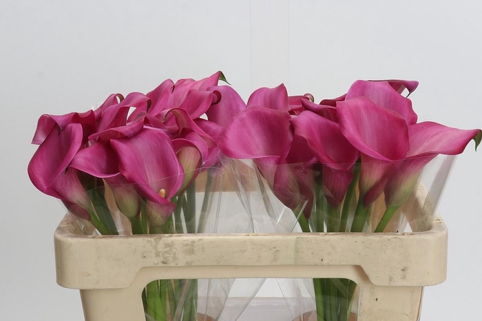 <h4>Zantedeschia 'Zazu'</h4>