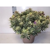 Hebe And Variegata
