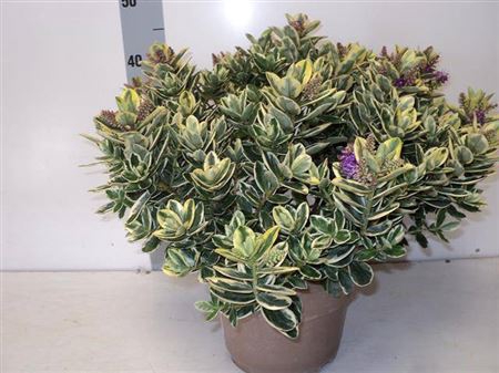 Hebe And Variegata
