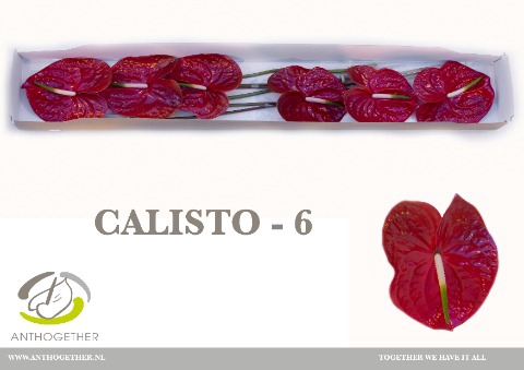 <h4>ANTH A CALISTO 6 Small pack</h4>