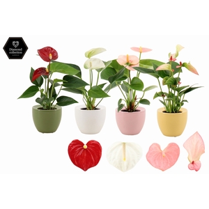 Anthurium 6 cm 4 color mix in Ufo ceramics