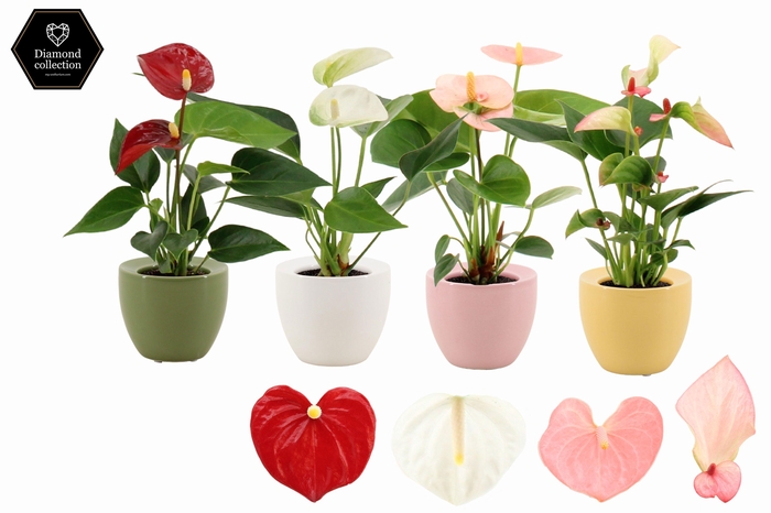 Anthurium 6 cm 4 color mix in Ufo ceramics
