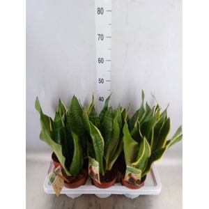 Sansevieria trifa.   ...