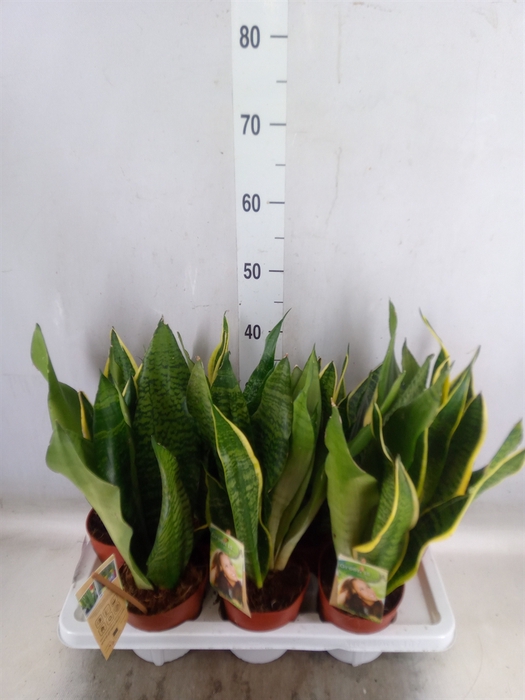 <h4>Sansevieria trifa.   ...</h4>