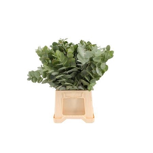Euca Cinerea 45cm ( Per Tak)