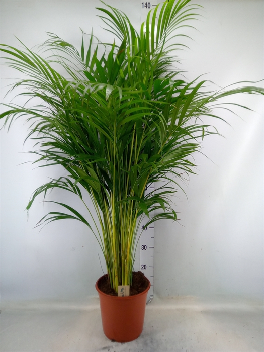 <h4>Dypsis lutescens   ...Chrysalidoca</h4>