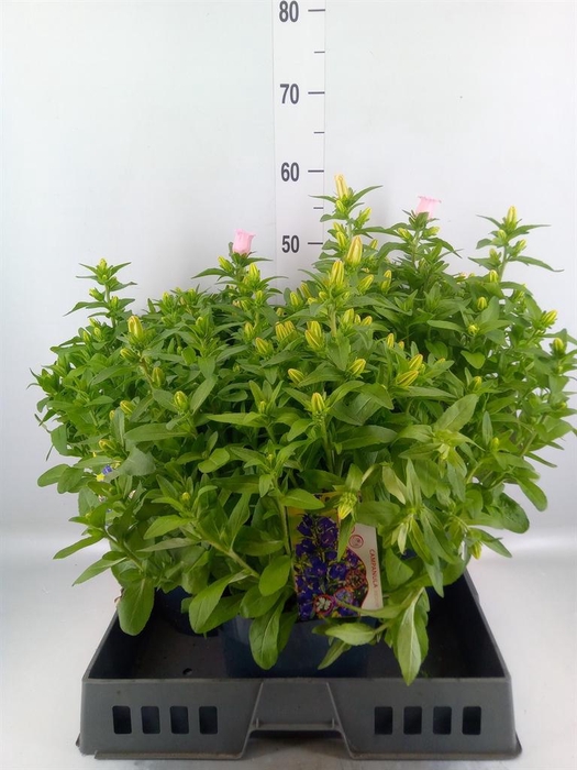 <h4>Campanula medium 'Pink'</h4>