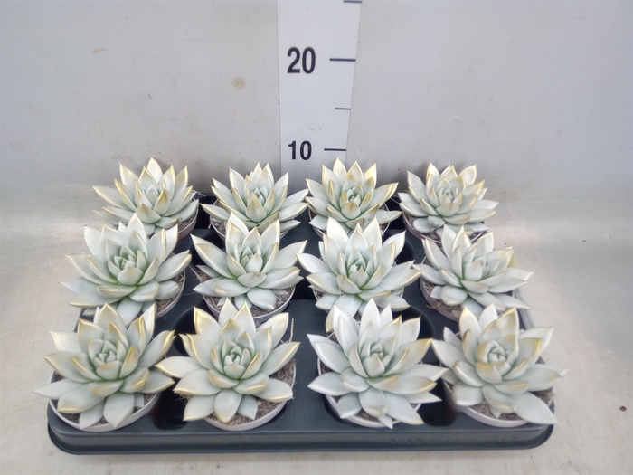 <h4>Echeveria  'Miranda'</h4>