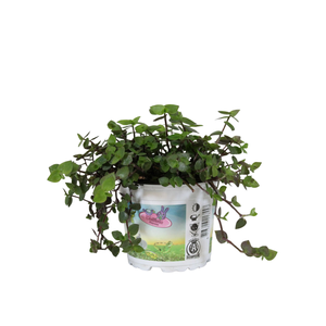 Calissia repens in bedrukte pot