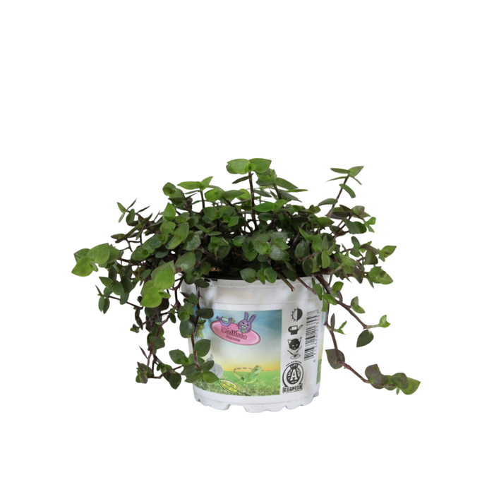 <h4>Calissia repens in bedrukte pot</h4>