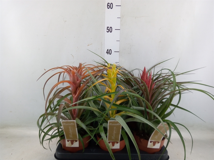 <h4>Tillandsia</h4>