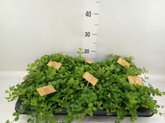 <h4>Peperomia rotundifolia</h4>