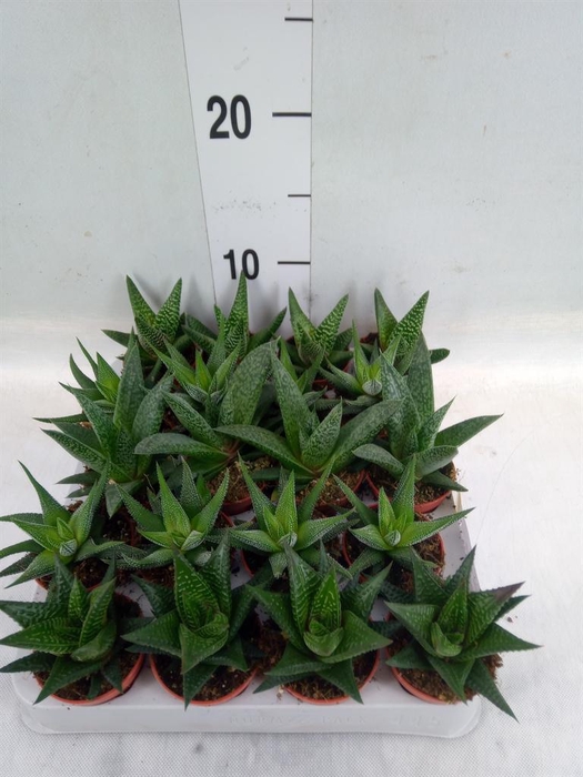 <h4>Aloe ...mix</h4>