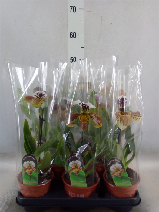 <h4>Paphiopedilum american hybride mix</h4>