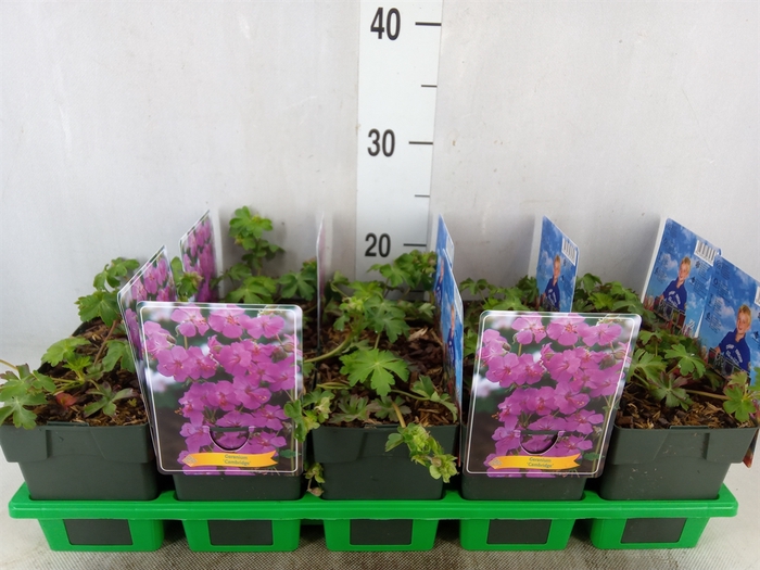 <h4>Geranium cantabrig. 'Cambridge'</h4>