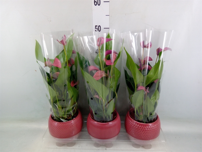 <h4>Anthurium andr. 'Pure Purple'</h4>