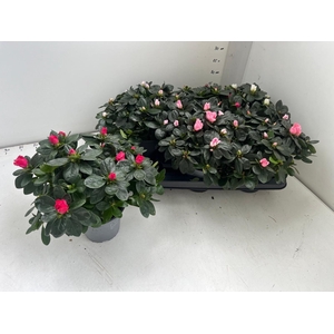 RHODO SI GEM