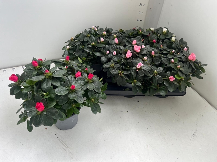 <h4>RHODO SI GEM</h4>