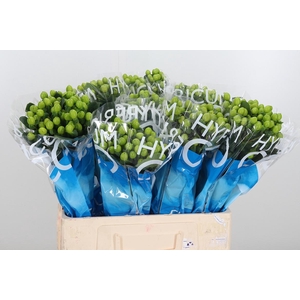 Hyp Coco Bamboo