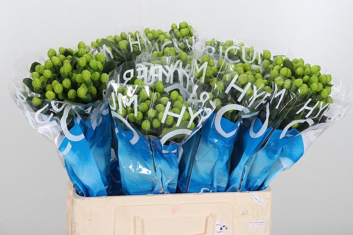 <h4>Hyp Coco Bamboo</h4>