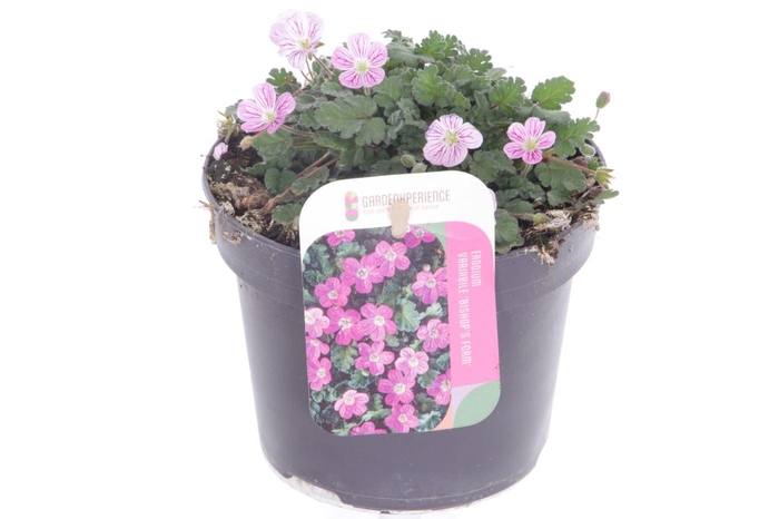 <h4>Erodium var. Bishop's Form</h4>