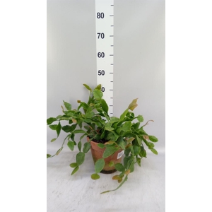 Rhipsalis   ...