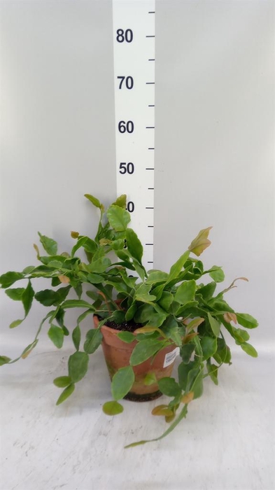 <h4>Rhipsalis   ...</h4>