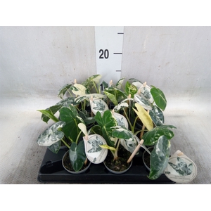 Alocasia   ...