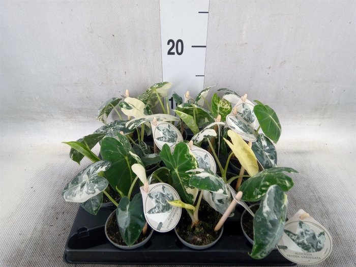 <h4>Alocasia   ...</h4>