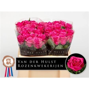 Rosa a grande fleur Kiss Me Kate