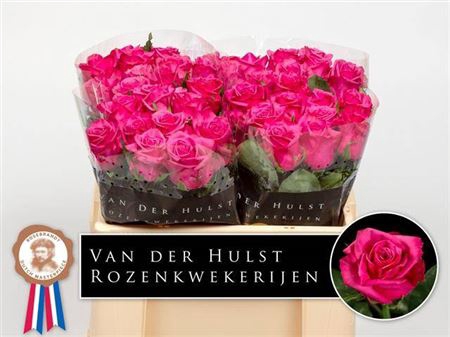 <h4>Rosa a grande fleur Kiss Me Kate</h4>