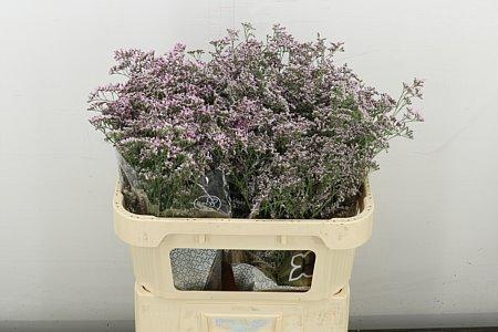 <h4>LIM SAF OSHI PINK</h4>